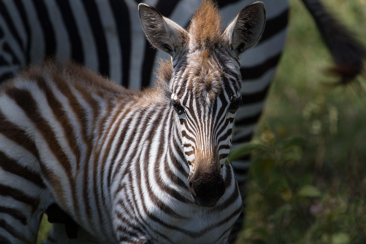 ZEBRAS Parque Nacional Serengeti