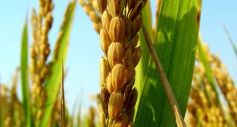 Arroz, Extensión de siembra