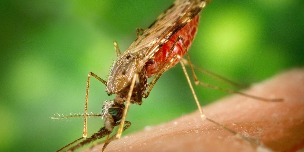 Prevención de la malaria