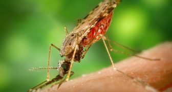 Prevención de la malaria
