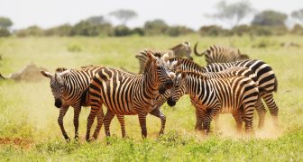 A group of Zebras grazing in Tsavo East National park, Kenya, Africa