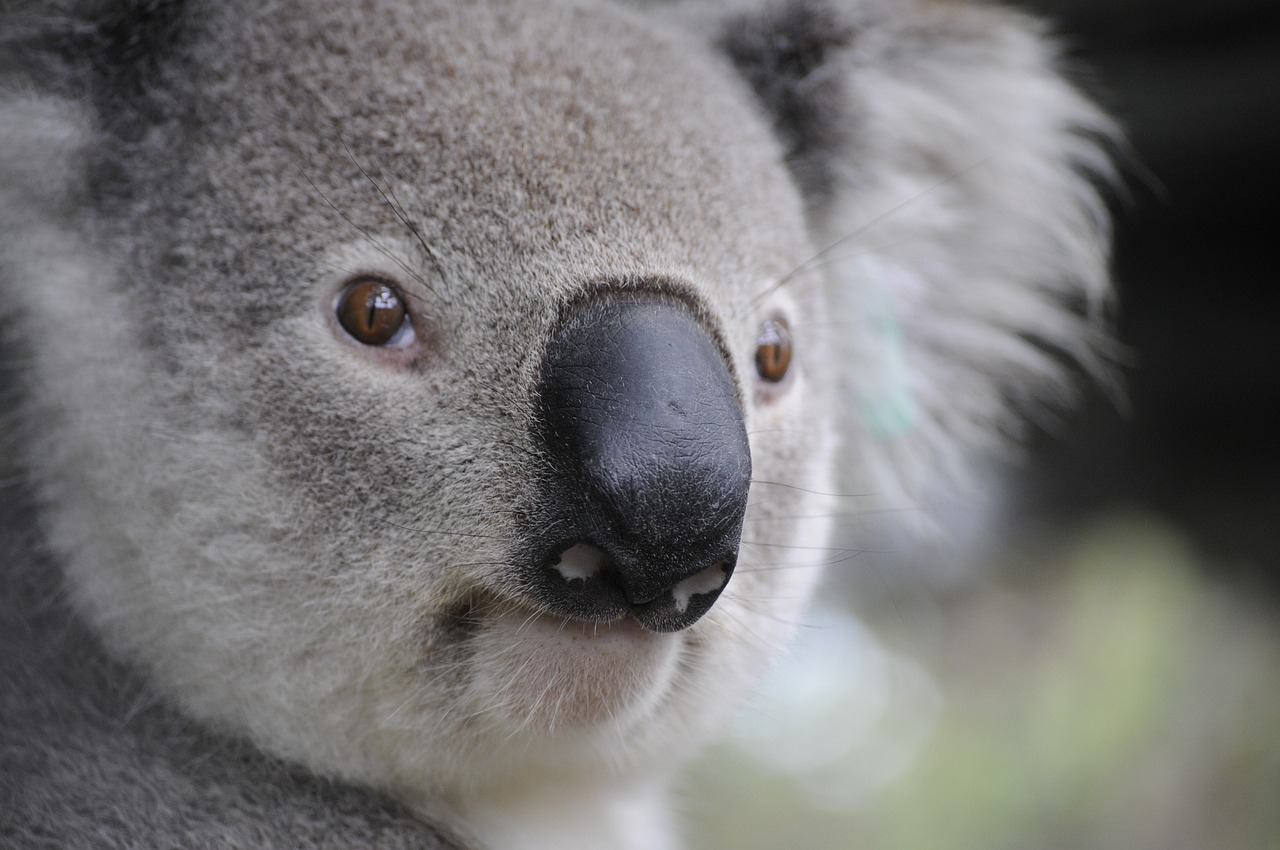 TURISMO EN AUSTRALIA, KOALAS