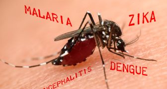 Macro of mosquito sucking blood