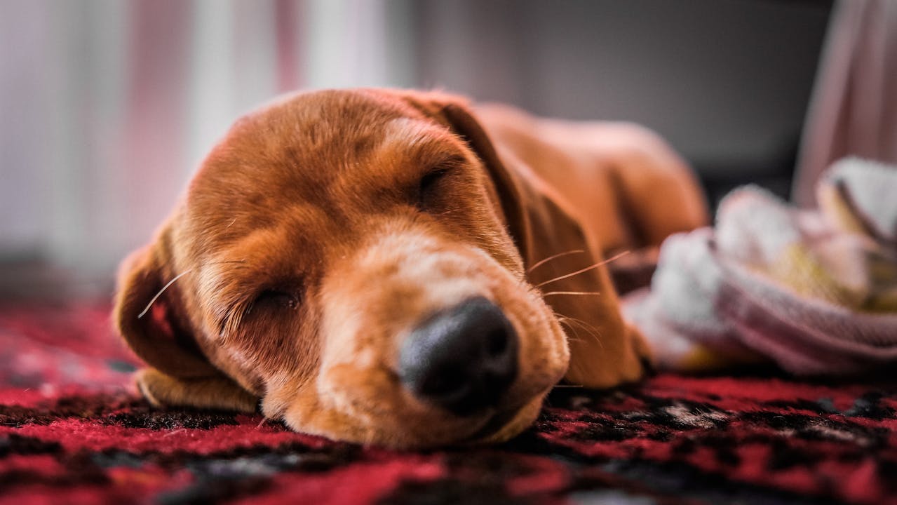 Alternativa natural para la salud de las mascotas