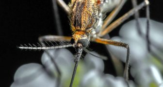 Malaria