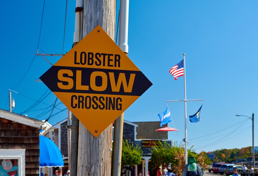 Lobster Crossing Slow fun sign
